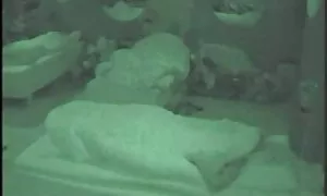 Tri penisa i jedna usta gratis porn film